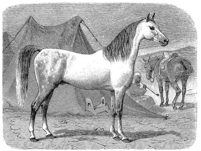 Framed Print : Horse breed, Arabian horse, Arabian Framed Print : Horse breed, Arabian horse, Arabian