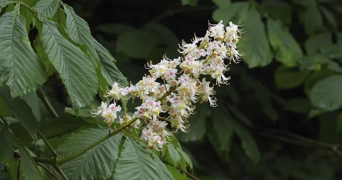 Framed Print : Horse Chestnut (aesculus hippocastanum) Framed Print : Horse Chestnut (aesculus hippocastanum)