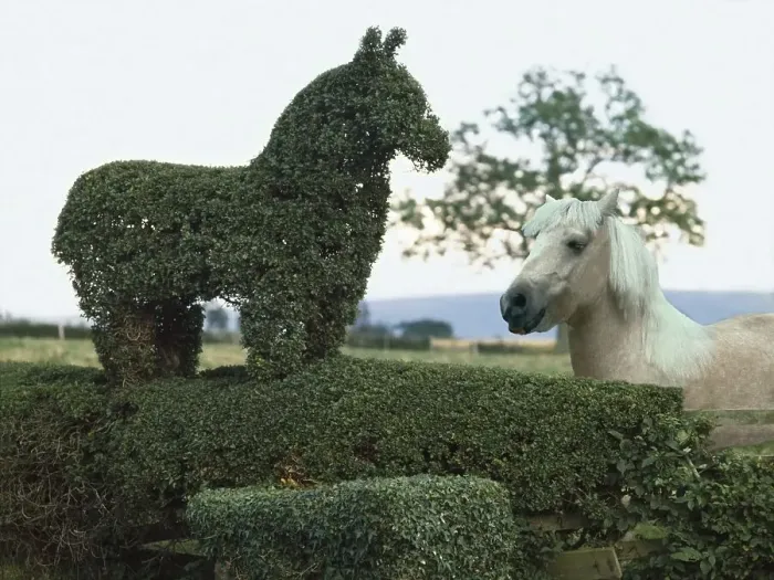 Framed Print : Horse cut from a hedge, England, Great Britain