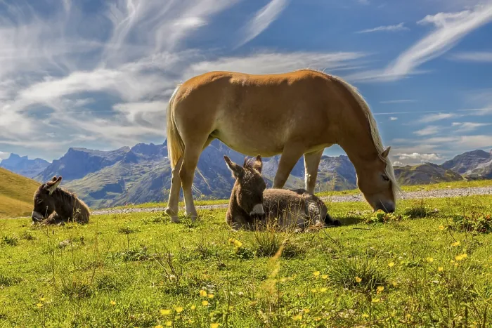 Framed Print : A horse and two donkeys relax on a blooming meadow against a mountain backdrop