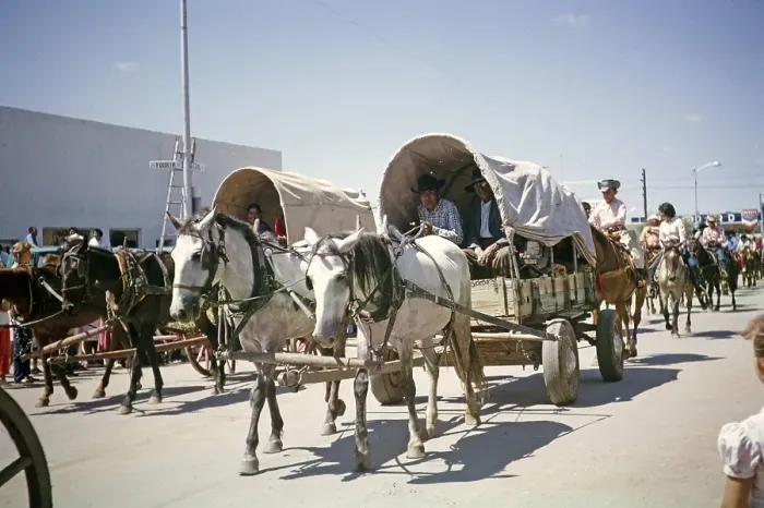 Framed Print : Horse-drawn covered wagons, Inter Tribal Indian Ceremonial Event, Gallup, New Mexico, USA 1963 Framed Print : Horse-drawn covered wagons, Inter Tribal Indian Ceremonial Event, Gallup, New Mexico, USA 1963