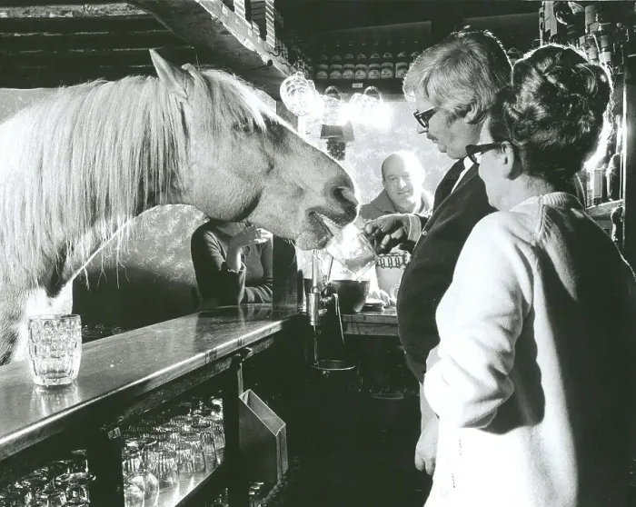 Framed Print : Horse drinks at a pub, England, Great Britain