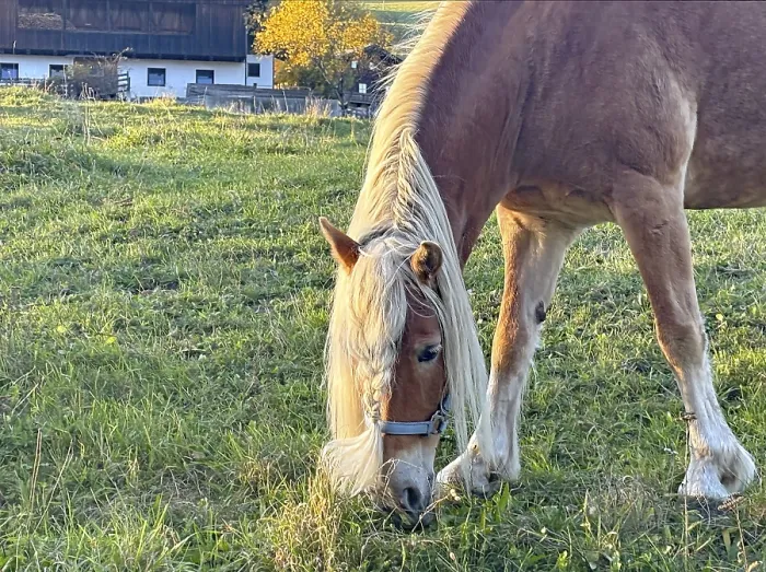 Framed Print : Horse eating grass in a pasture