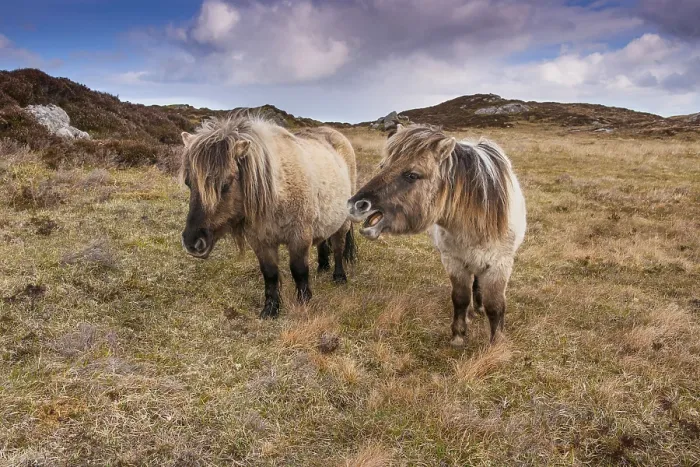 Framed Print : Horse, Eriskay Pony, two mares