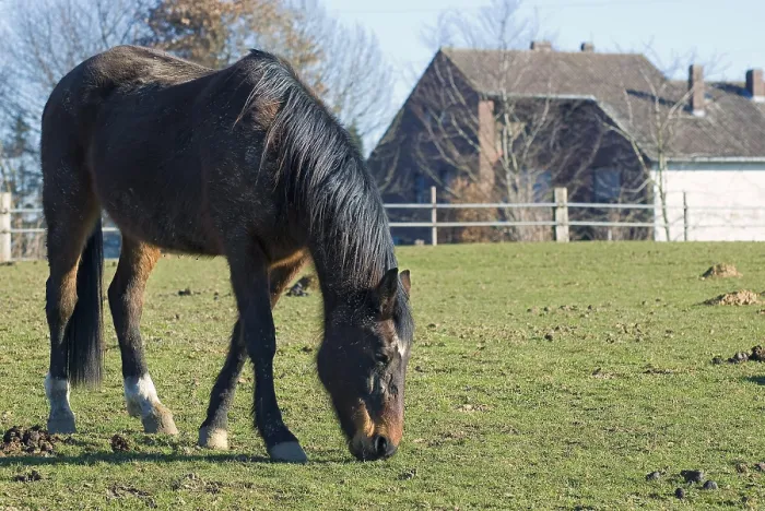 Framed Print : Horse on a farm
