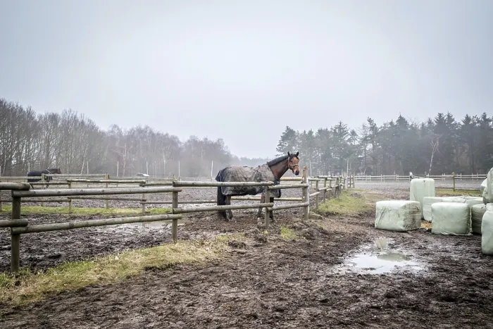Framed Print : Horse behind a fence on a muddy field at a farm