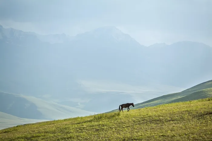 Framed Print : Horse grazing in mountains, dusk mountain background Framed Print : Horse grazing in mountains, dusk mountain background