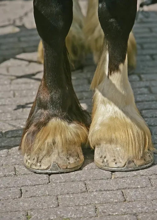 Framed Print : Horse hooves, cold blood