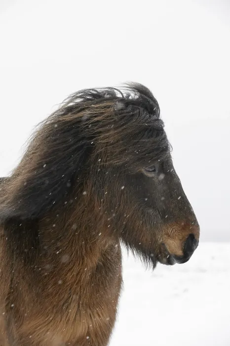 Framed Print : Horse, Icelandic Pony, adult, close-up of head