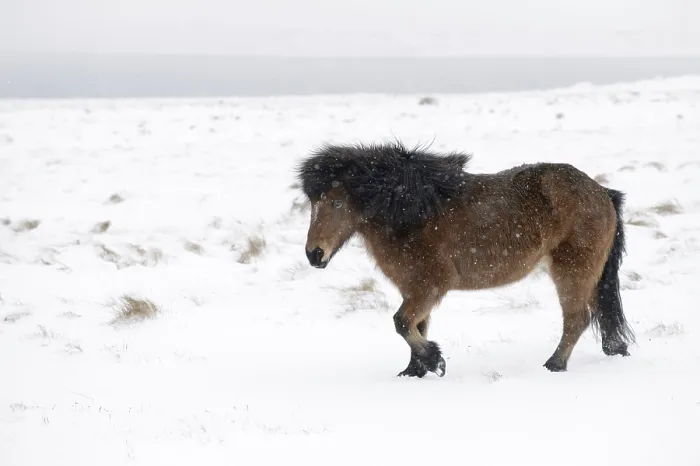 Framed Print : Horse, Icelandic Pony, adult, walking on snow during blizzard