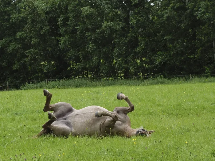 Framed Print : Horse lying on a green field, playful and relaxed atmosphere