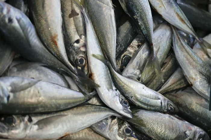 Framed Print : Horse Mackerel, Horse Mackerel Framed Print : Horse Mackerel, Horse Mackerel