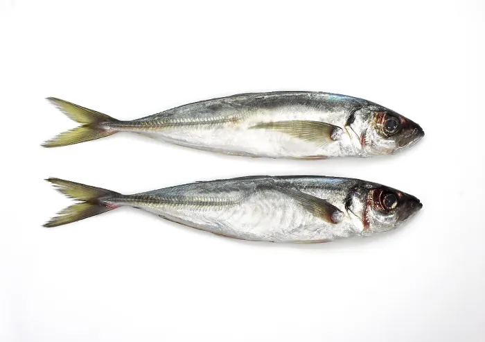 Framed Print : Horse mackerel, Horse mackerel Framed Print : Horse mackerel, Horse mackerel