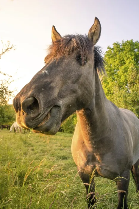 Framed Print : Horse in a meadow, Gechingen, Germany, Europe