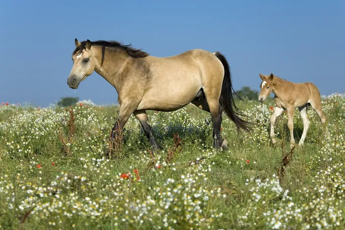 Framed Print : Horse-Mix, German Riding Pony - Haflinger, Foal