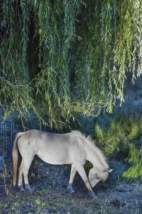 Framed Print : Horse, mold under a willow tree (Salix)
