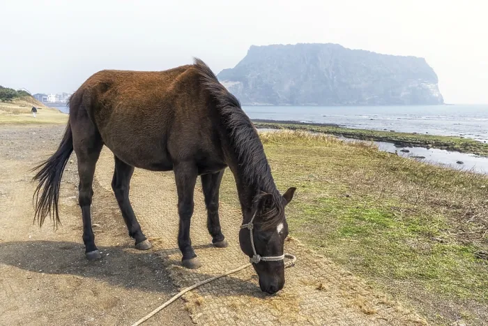 Framed Print : A horse along olle trail in gwangchigi beach looking over seongsan ilchulbong in jeju island