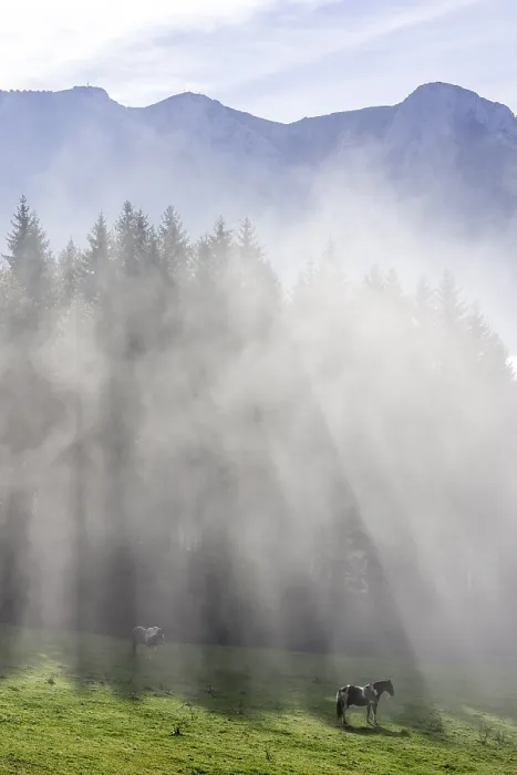 Framed Print : Horse on pasture and fog at the Hochsteinalm