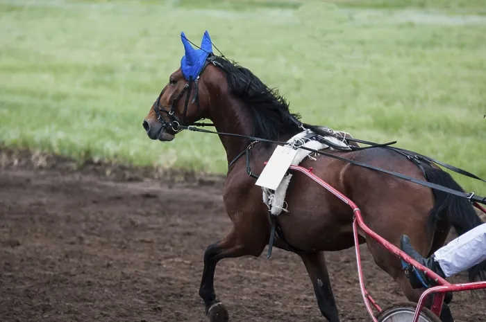 Framed Print : Horse racing is a type of testing horses on playfulness (speed) Framed Print : Horse racing is a type of testing horses on playfulness (speed)