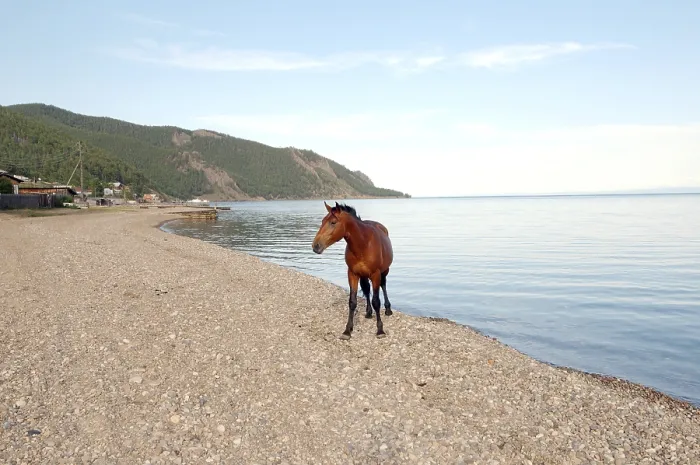 Framed Print : A horse on the shore of Lake Baikal Framed Print : A horse on the shore of Lake Baikal