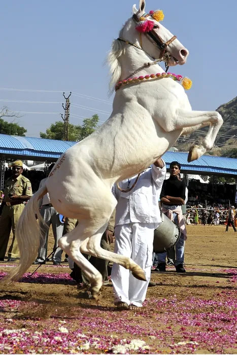 Framed Print : Horse showing stunts at pushkar fair