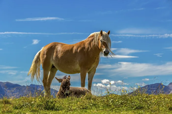 Framed Print : A horse stands with a foal in the grass under a blue sky Framed Print : A horse stands with a foal in the grass under a blue sky
