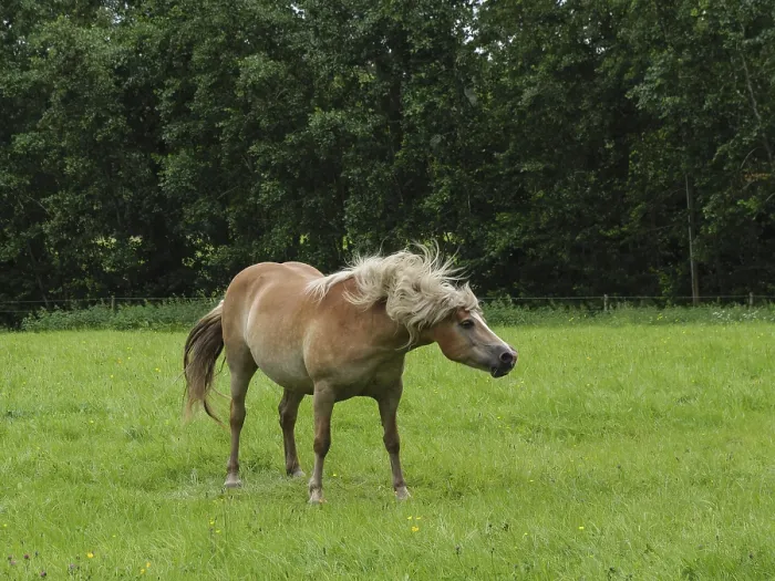 Framed Print : A horse stands in a green field against a background of thick trees