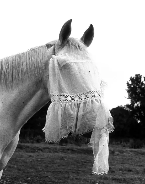 Framed Print : Horse with veil, ca. 1960s, exact place unknown