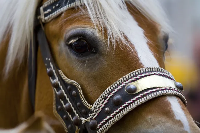 Framed Print : Horse wearing headgear, portrait Framed Print : Horse wearing headgear, portrait