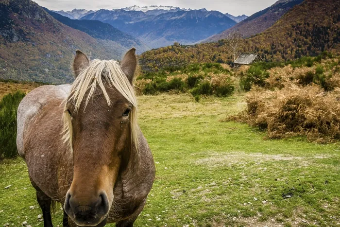 Framed Print : Horses on Bausen, Aran valley, Pyrenees mountain range Framed Print : Horses on Bausen, Aran valley, Pyrenees mountain range