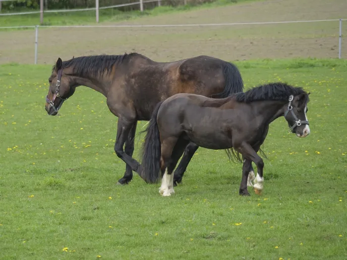 Framed Print : Two horses, one bigger and the other smaller Framed Print : Two horses, one bigger and the other smaller