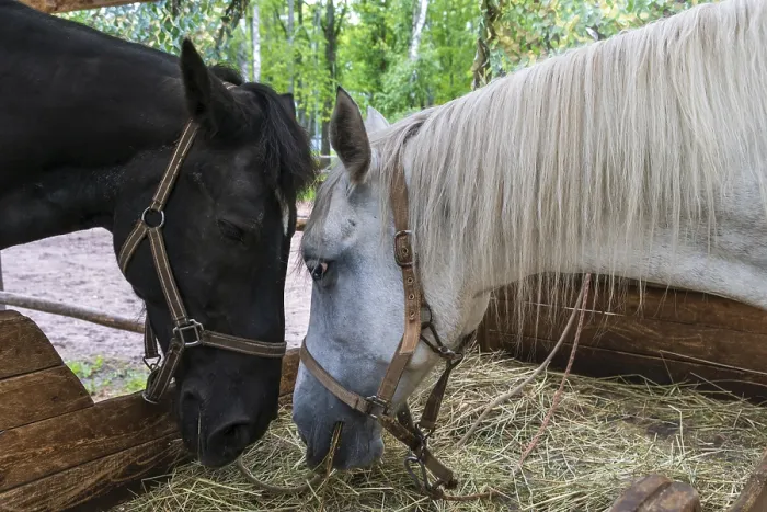Framed Print : Two horses, one black and one white