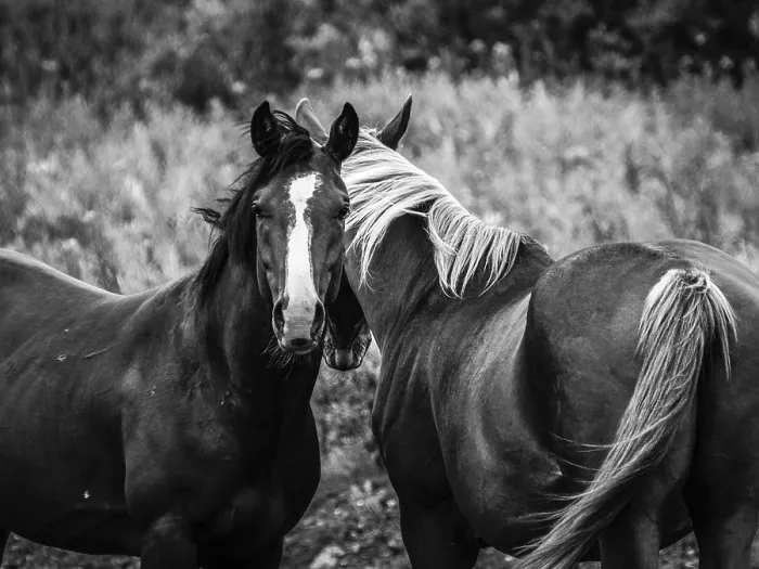 Framed Print : Horses, Black and White, Alaska