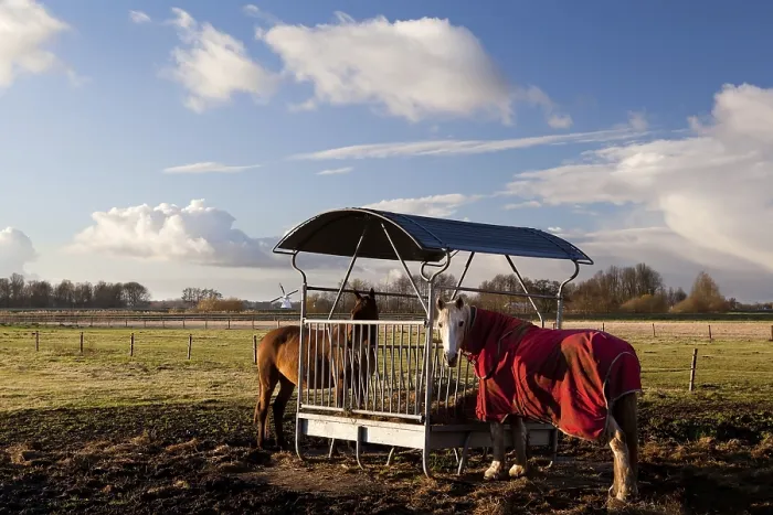 Framed Print : Horses in blanket feeding on pasture outdoors Framed Print : Horses in blanket feeding on pasture outdoors