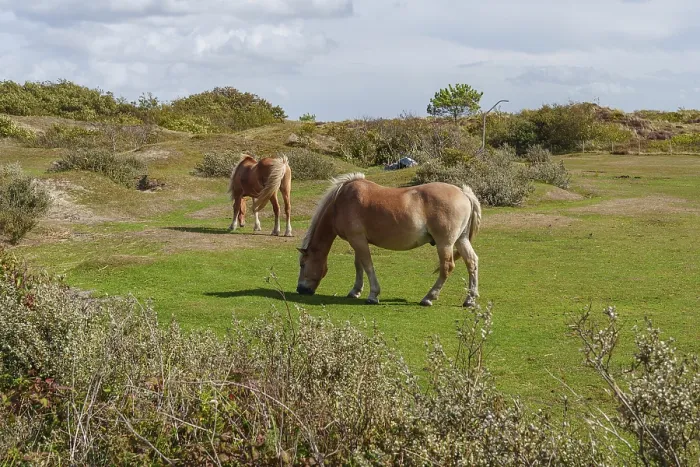 Framed Print : Two horses eating grass in a meadow Framed Print : Two horses eating grass in a meadow