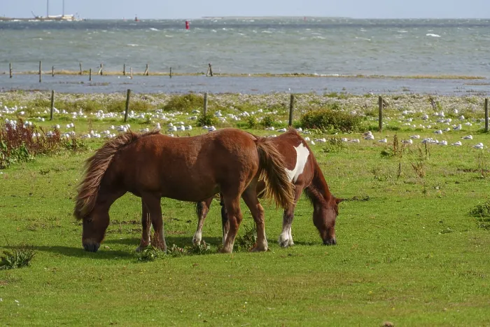 Framed Print : Two horses eating grass in a meadow near the sea