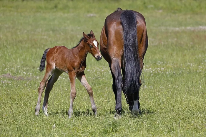 Framed Print : Horses (Equus caballus), mare and foal