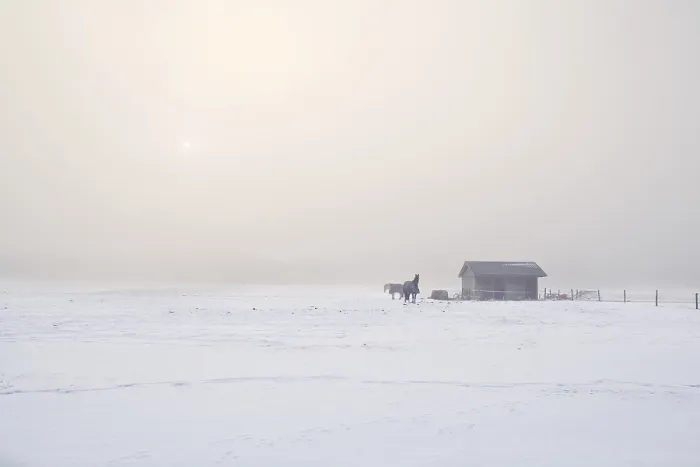 Framed Print : Horses on farm in cold winter misty morning Framed Print : Horses on farm in cold winter misty morning
