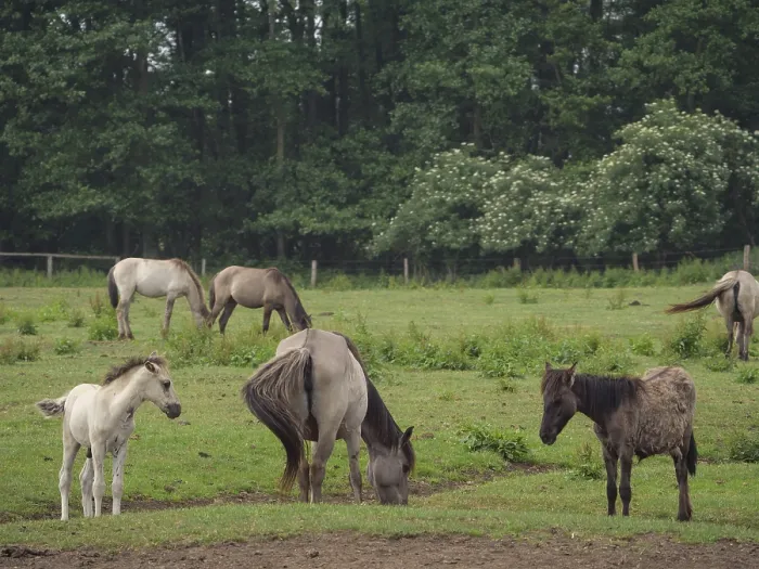 Framed Print : Horses and foals grazing on a green meadow next to a forest