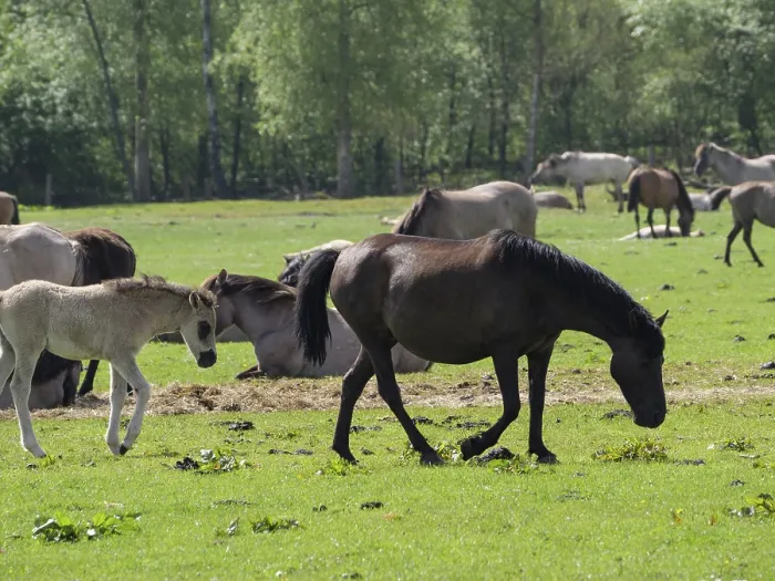 Framed Print : Horses and foals grazing peacefully in a large meadow