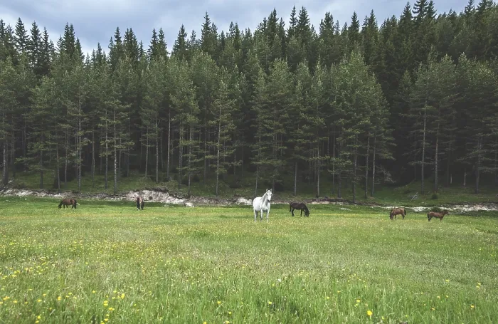 Framed Print : Horses in forest on green meadow Framed Print : Horses in forest on green meadow