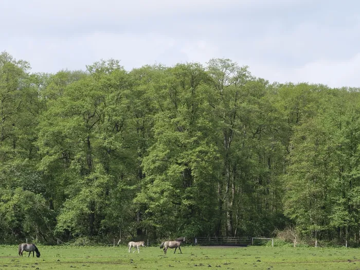 Framed Print : Several horses graze on a green meadow