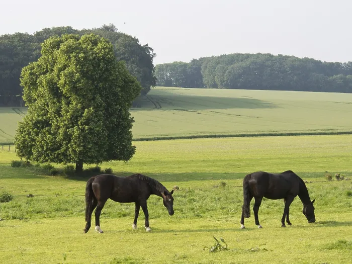 Framed Print : Two horses graze peacefully on a green pasture surrounded by trees