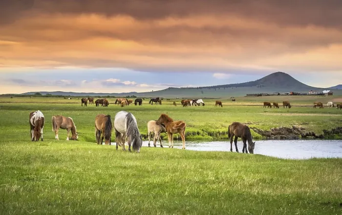 Framed Print : Horses grazing on the banks of the stream in summer