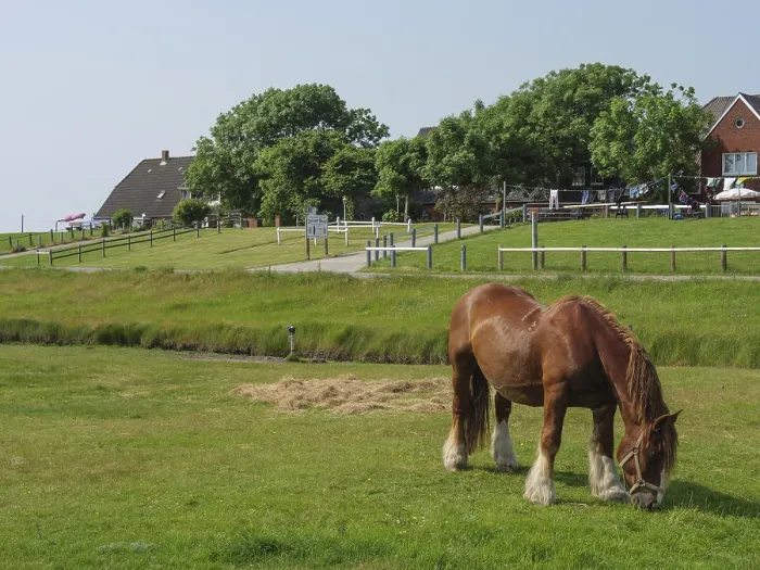 Framed Print : Horses grazing on a green area next to houses and trees Framed Print : Horses grazing on a green area next to houses and trees