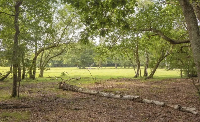 Framed Print : Horses grazing in the mist at a campingsite in newforest great brittain