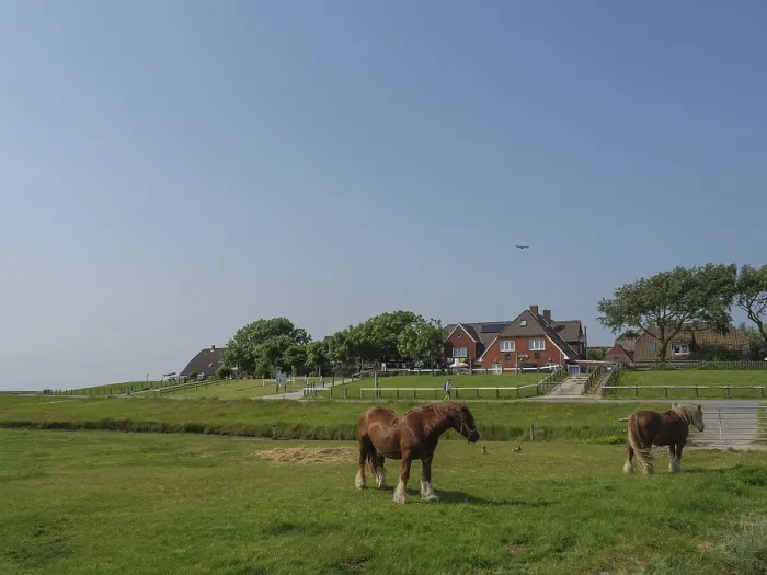Framed Print : Horses grazing on a pasture in front of houses and meadows under a blue sky Framed Print : Horses grazing on a pasture in front of houses and meadows under a blue sky