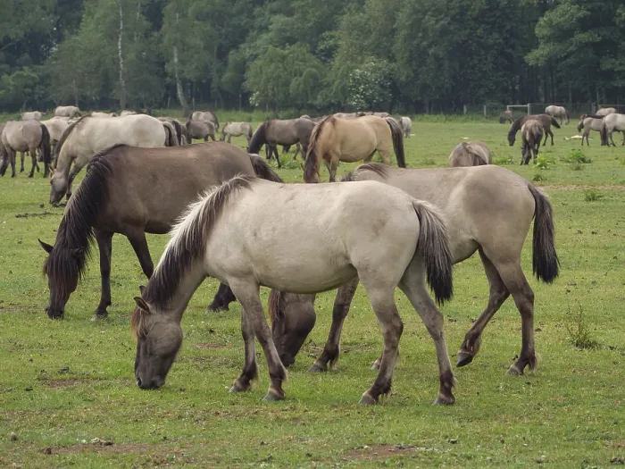 Framed Print : Horses grazing peacefully on a green pasture in a wide open landscape