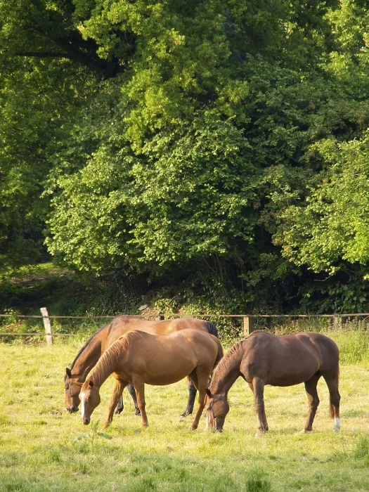 Framed Print : Three horses grazing peacefully on a sunlit meadow in front of dense foliage