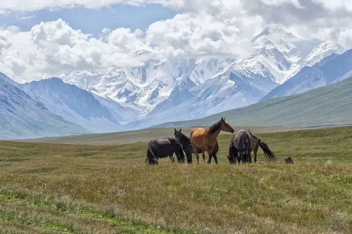 Framed Print : Horses grazing in front of the snow-capped mountains of the Tien Shan